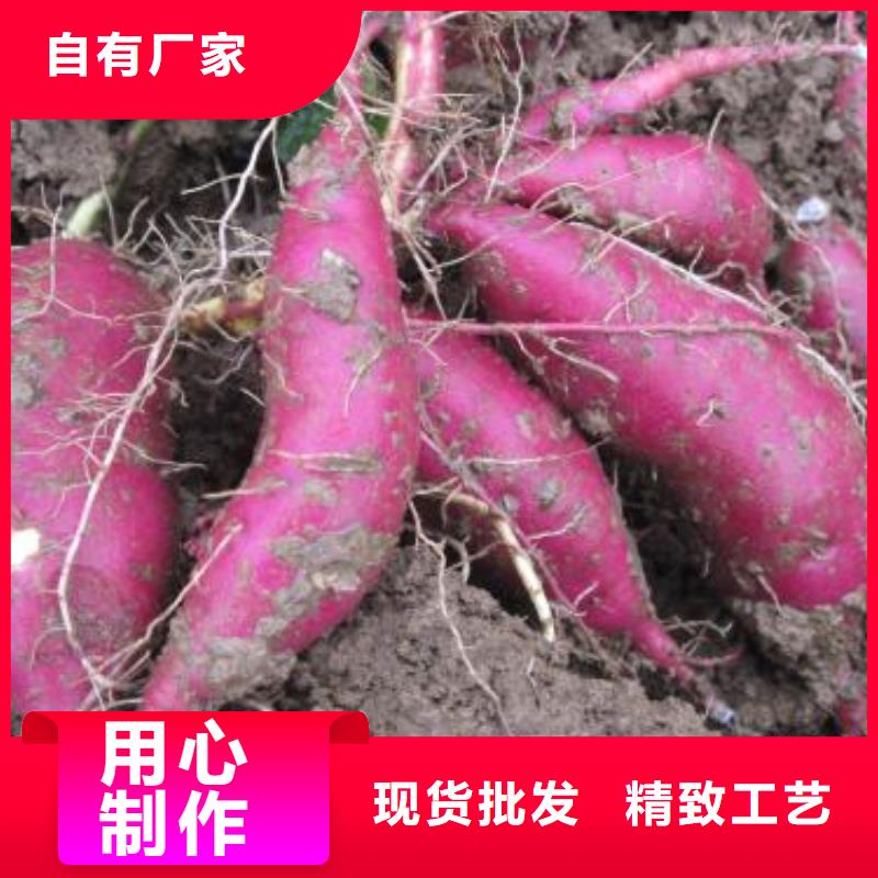 【紫薯苗】羽衣甘蓝粉好货直销