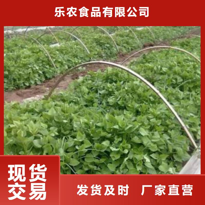 【紫薯苗羽衣甘蓝粉产品细节参数】