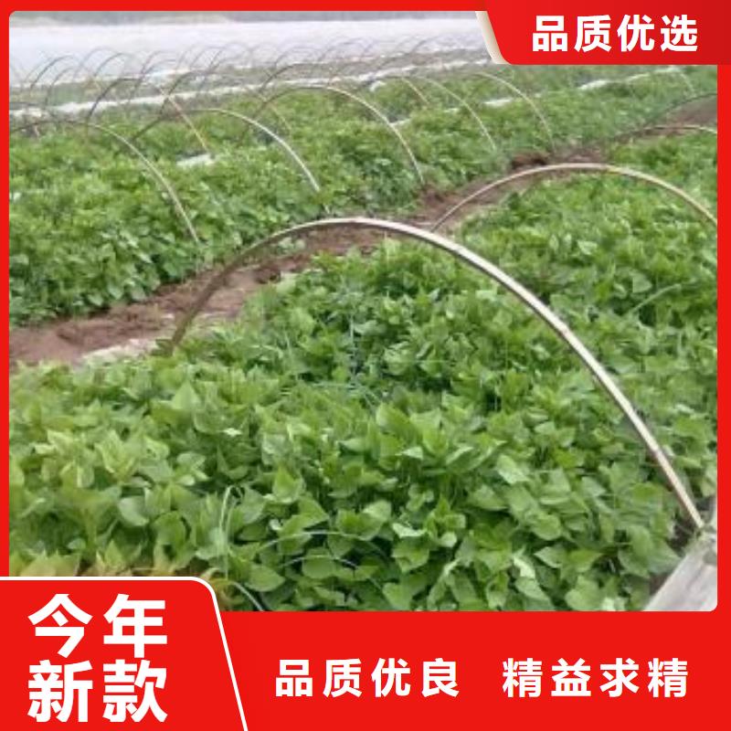 紫薯苗羽衣甘蓝粉厂家规格全