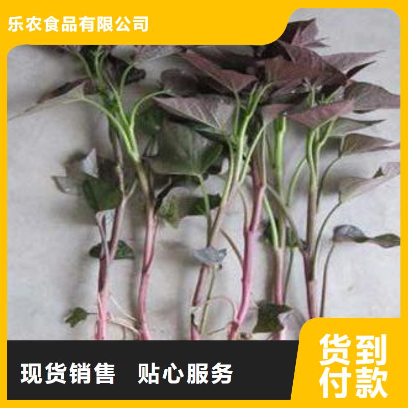 【紫薯苗菠菜粉24小时下单发货】