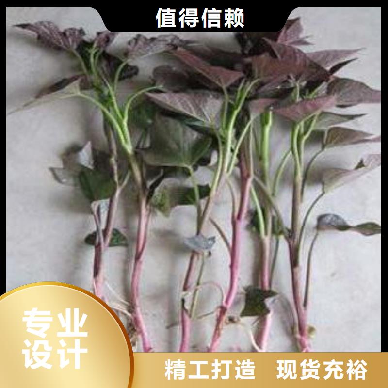 紫薯苗羽衣甘蓝粉大品牌值得信赖