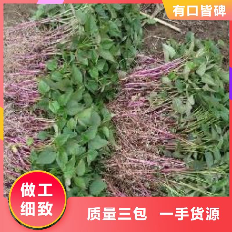 紫薯苗羽衣甘蓝粉厂家规格全