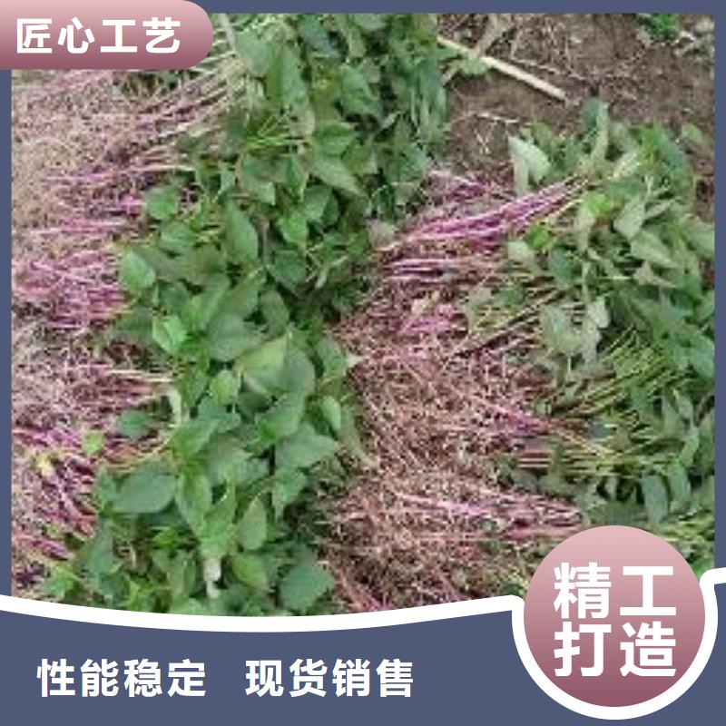 紫薯苗【菠菜粉】服务周到