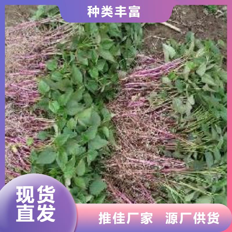 紫薯苗羽衣甘蓝粉原料层层筛选