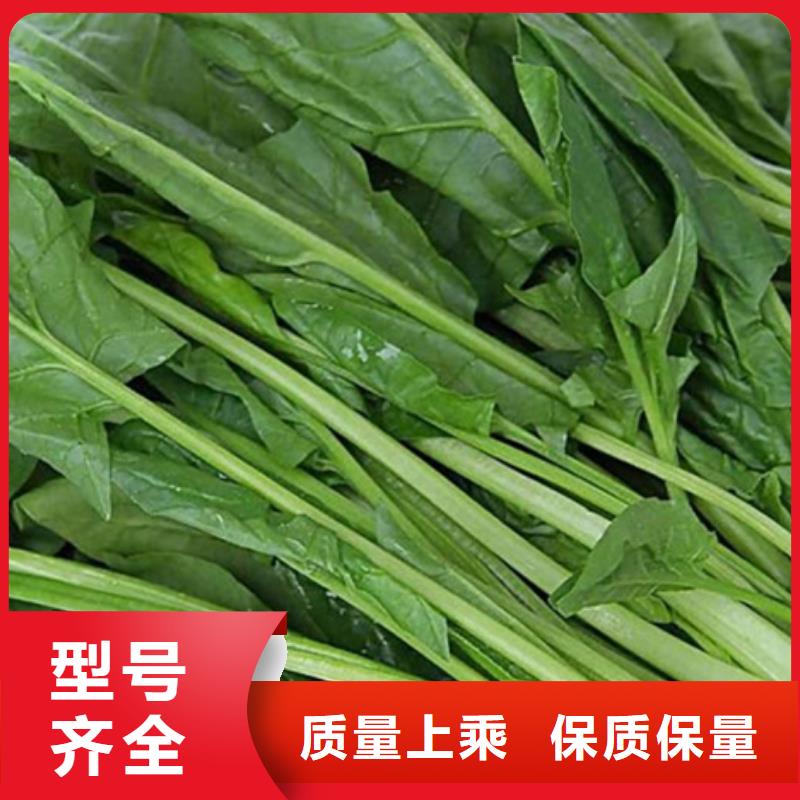 菠菜粉质优价廉