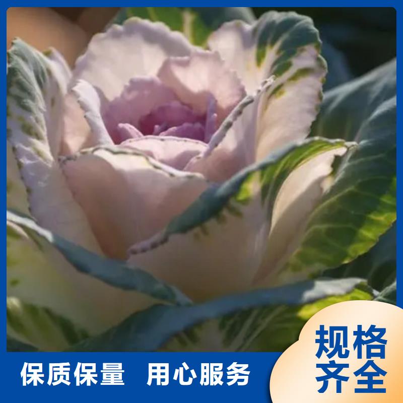 甘蓝粉厂家