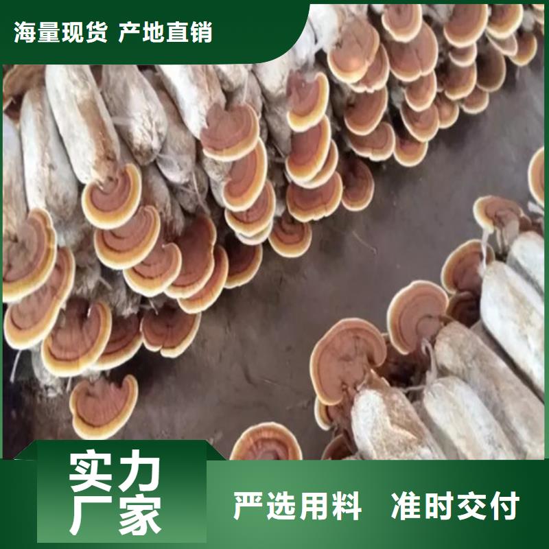 灵芝孢子粉灵芝破壁孢子粉省心又省钱