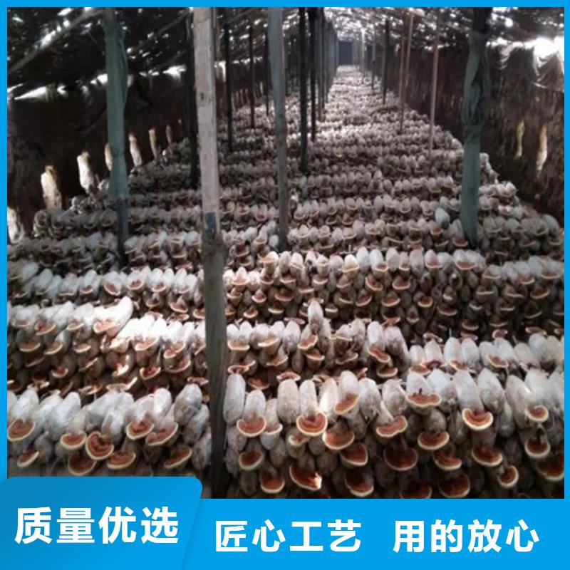 灵芝孢子粉品质商家