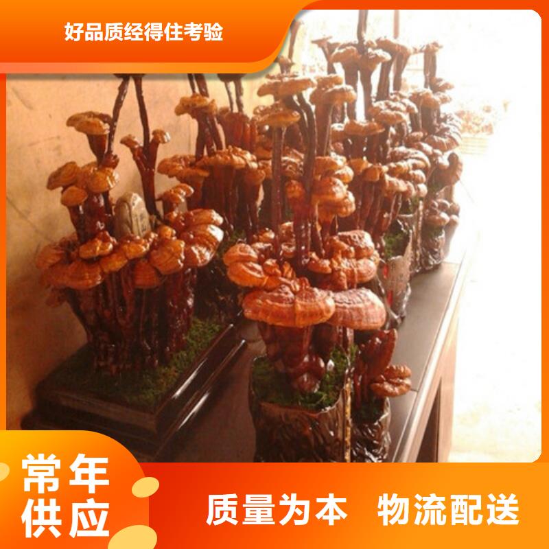 【灵芝孢子粉_灵芝破壁孢子粉老客户钟爱】