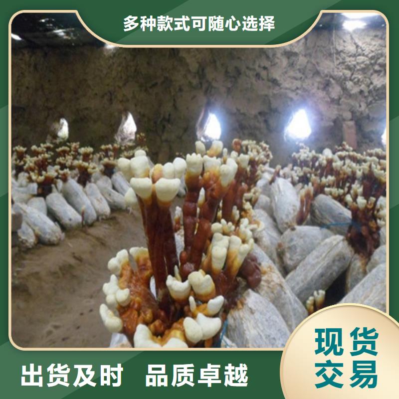 灵芝孢子粉品质商家