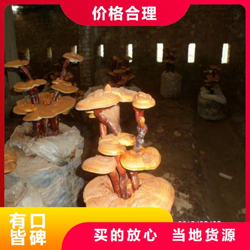 灵芝孢子粉,灵芝随到随提