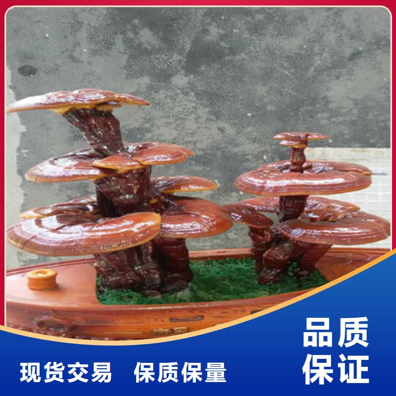 灵芝孢子粉_灵芝粉欢迎来电咨询
