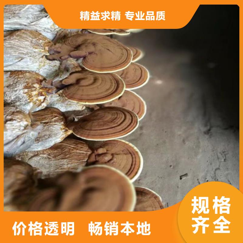 灵芝孢子粉_灵芝粉欢迎来电咨询