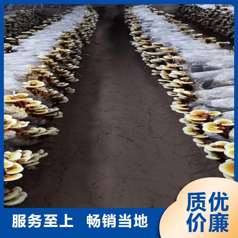 【灵芝孢子粉灵芝切片高标准高品质】