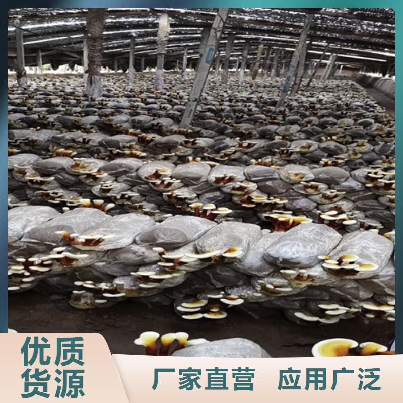 灵芝孢子粉破壁灵芝孢子粉按需定做