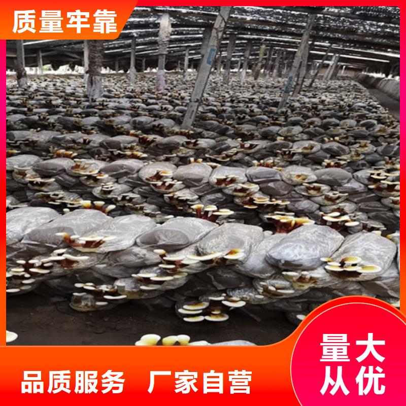 【灵芝孢子粉_灵芝破壁孢子粉老客户钟爱】