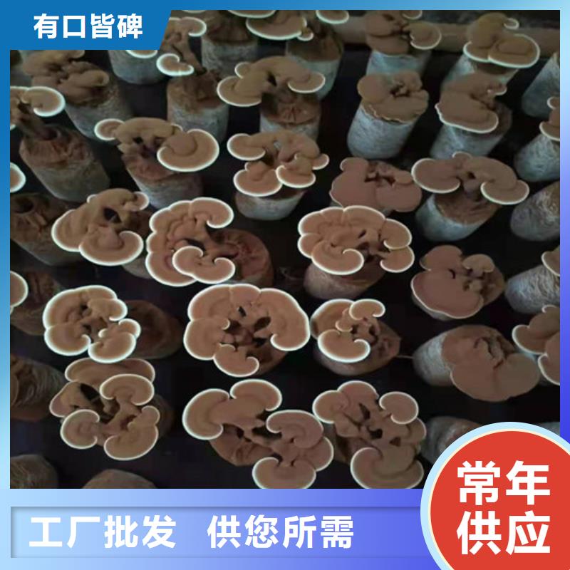 灵芝孢子粉工艺成熟