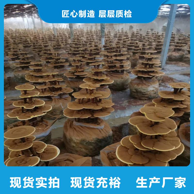 【灵芝孢子粉批发供应】
