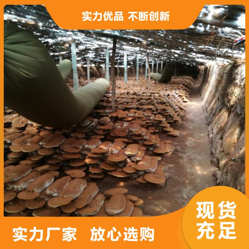 【灵芝孢子粉_灵芝破壁孢子粉老客户钟爱】