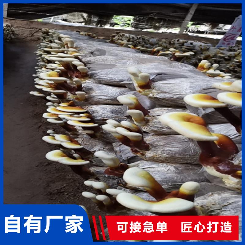 灵芝孢子粉【灵芝】为您提供一站式采购服务