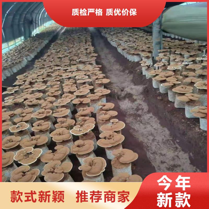 【灵芝孢子粉品牌大厂家】