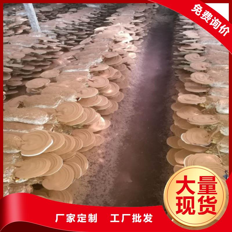 灵芝孢子粉_灵芝粉欢迎来电咨询