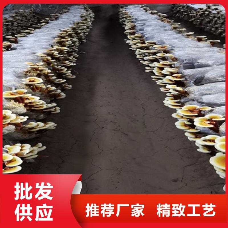 灵芝孢子粉【灵芝】为您提供一站式采购服务