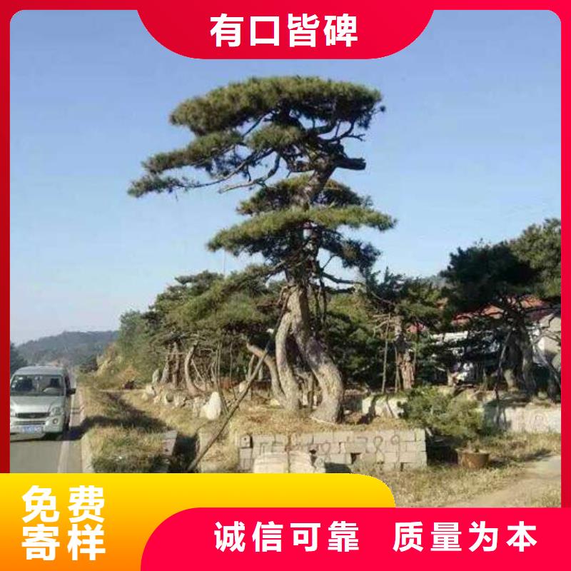 造型松,造型松价格按需定制