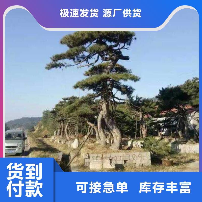 造型松古桩厂家批发价