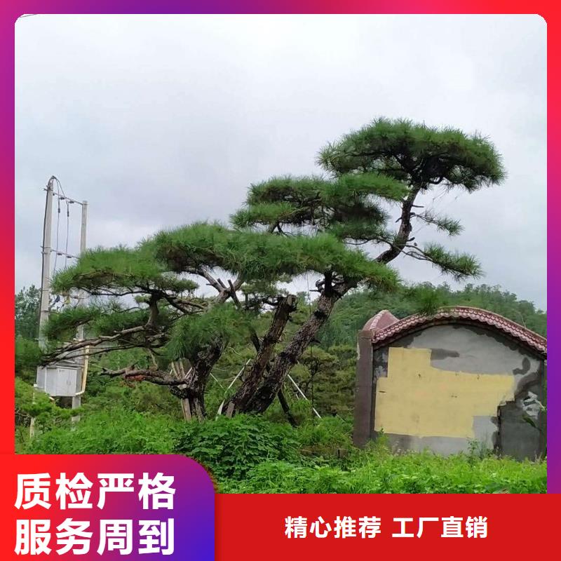 造型松,造型松价格值得买