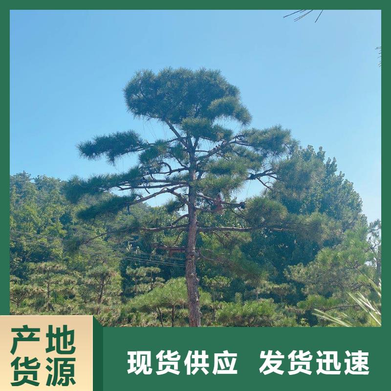 造型松-造型松价格品质可靠