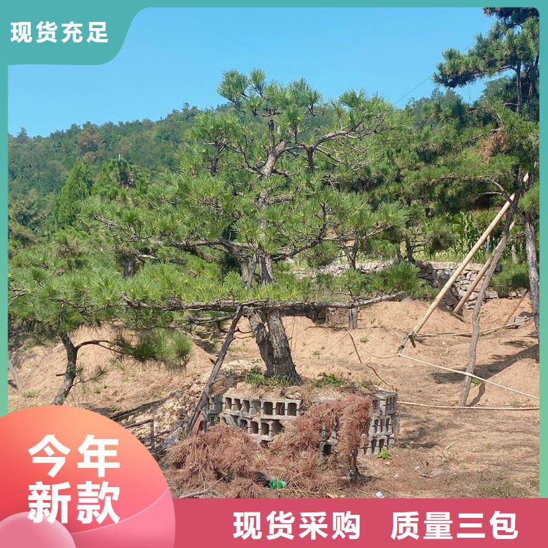 造型松-【造型池松】一致好评产品