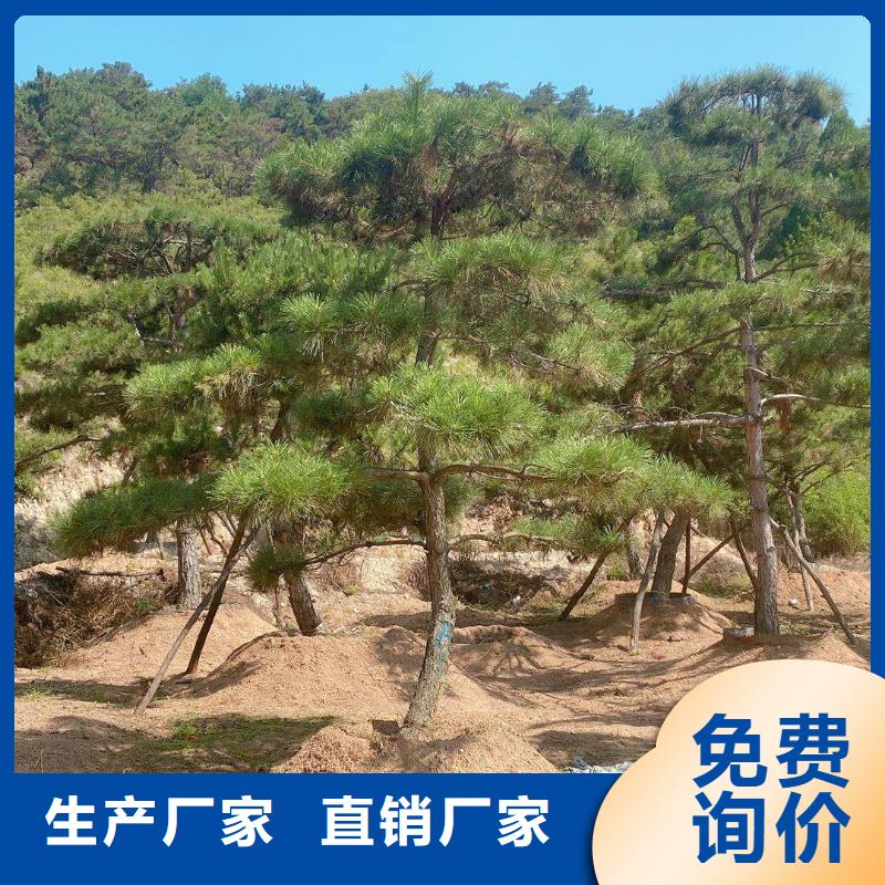 造型松【造型松价格】丰富的行业经验