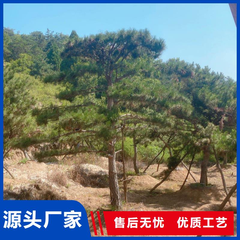 造型松【造型黑松】批发货源