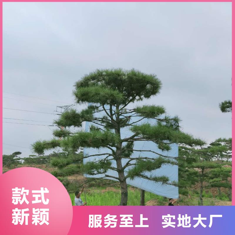 造型松_造型黑松一站式采购商