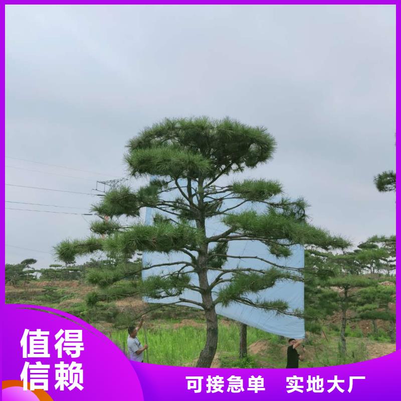 【造型松】大型古松多种场景适用