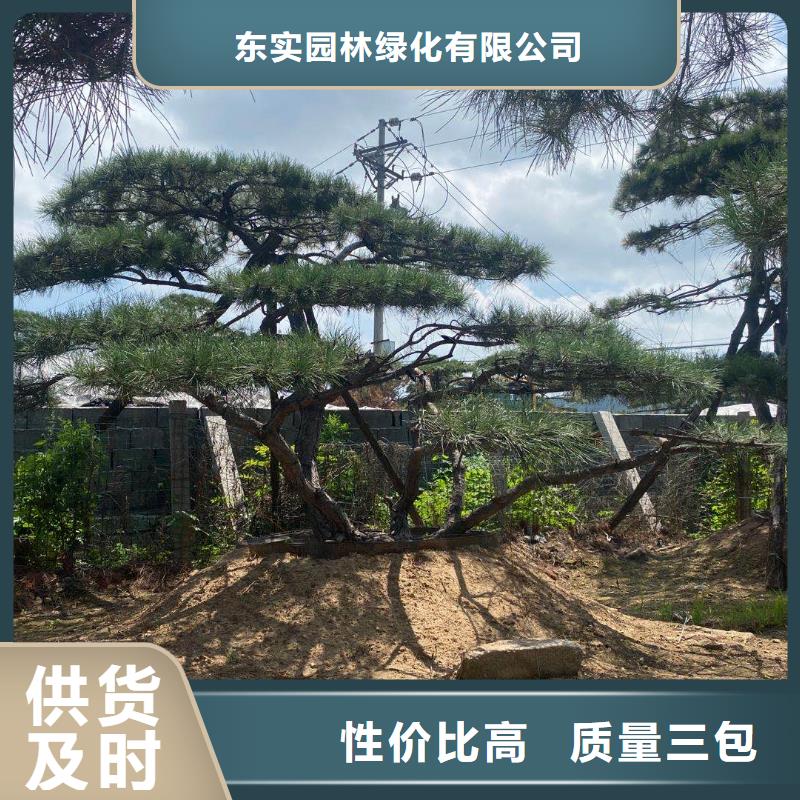 造型松 盆景不断创新