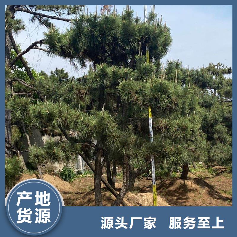 造型松造型松基地质量无忧