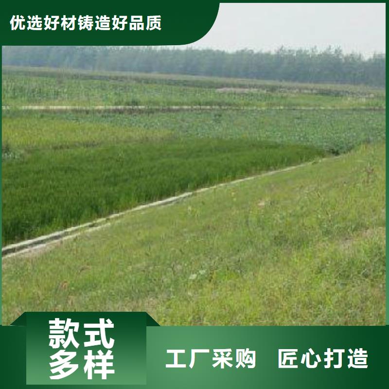 三维植被网护坡土工网口碑好实力强