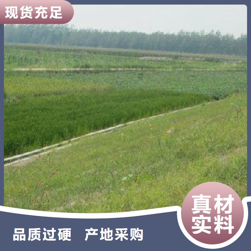 【三维植被网单向塑料土工格栅助您降低采购成本】