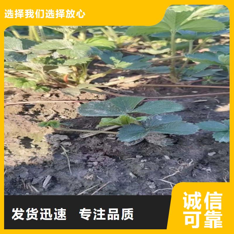 草莓苗_花椒苗专业的生产厂家