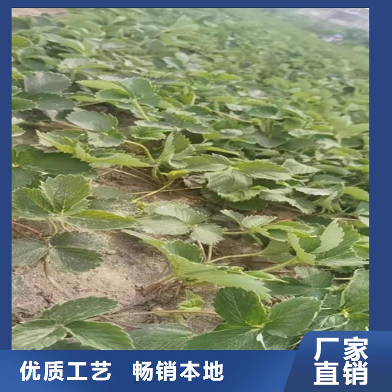 【草莓苗】樱桃树苗客户好评