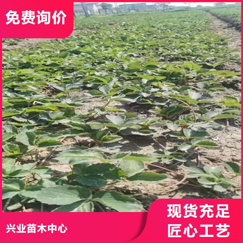 草莓苗【无花果苗】多家仓库发货