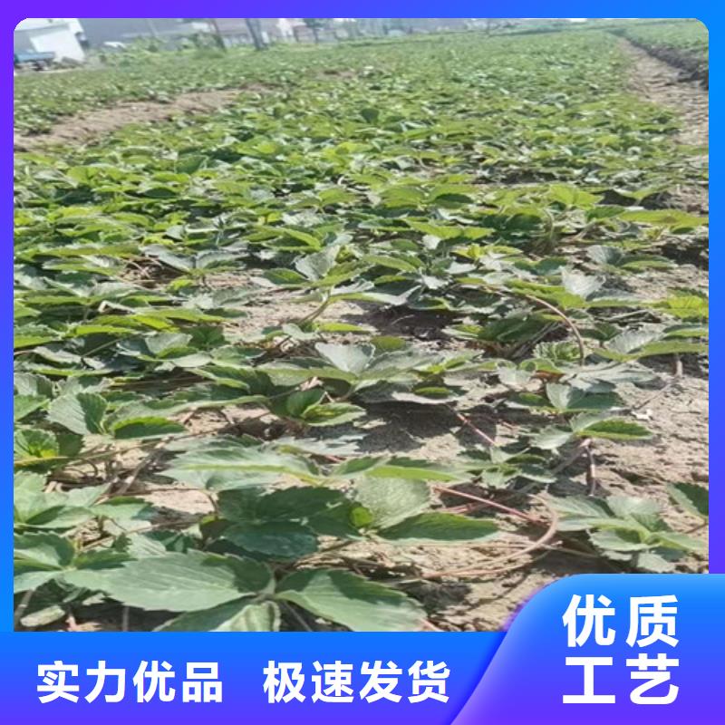 草莓苗【大棚草莓苗】本地配送