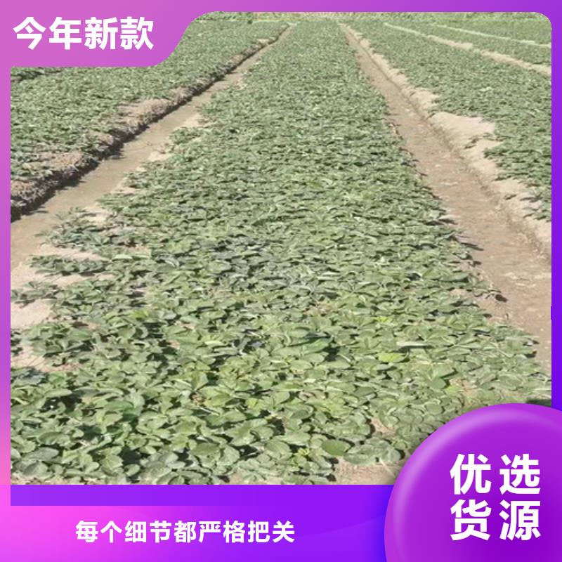 草莓苗樱桃树苗按需定制真材实料