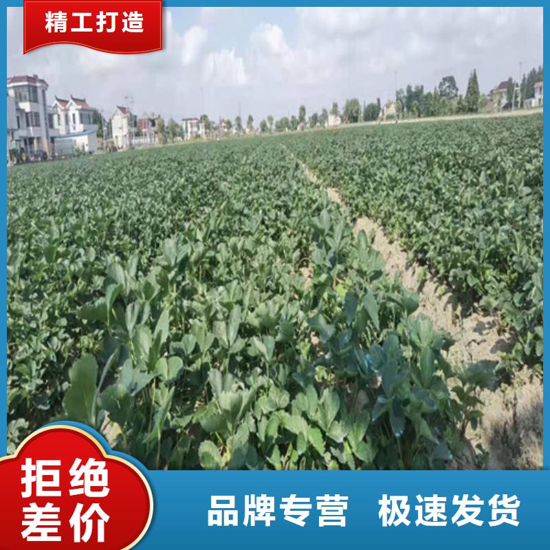 【草莓苗桃树苗把实惠留给您】