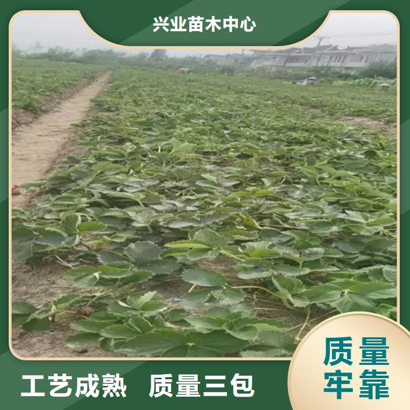 草莓苗【大棚草莓苗】客户信赖的厂家