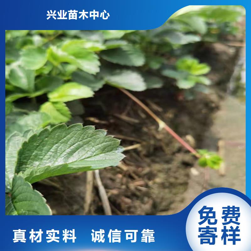 草莓苗葡萄苗量大更优惠