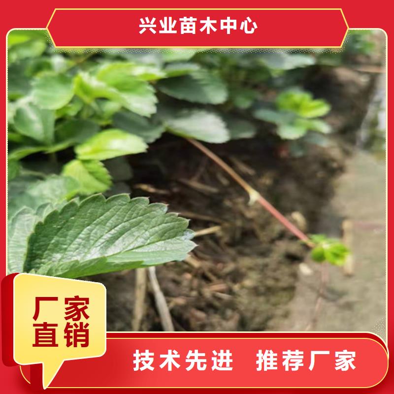 草莓苗大棚草莓苗一件也发货