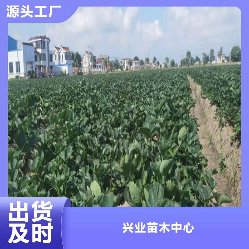 【草莓苗】大棚草莓苗客户满意度高